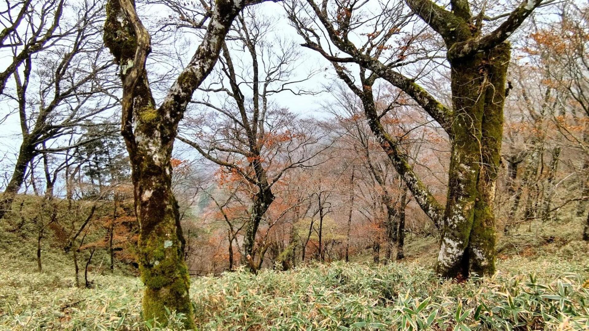 Cosmos Guesthouse Miyoshi  Zewnętrze zdjęcie